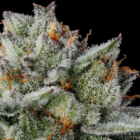 strawberry cherry gelato strain|Strawberry Cherry Gelato 